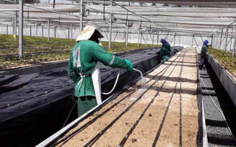 APOIO A INDÚSTRIA FLORESTAL