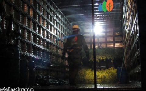 COLETA DE BROTO NOTURNA