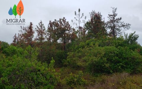 ERRADICAÇÃO QUÍMICA