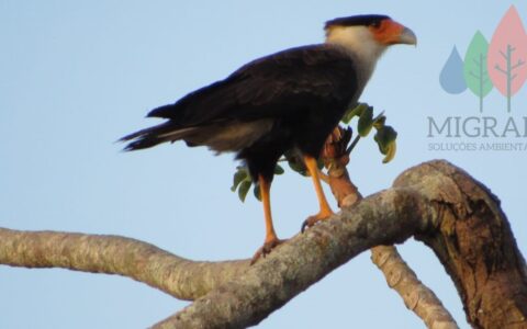 MONITORAMENTO DE FAUNA