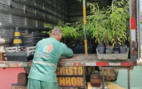 TRANSPORTE DE MUDAS PARA PLANTIO